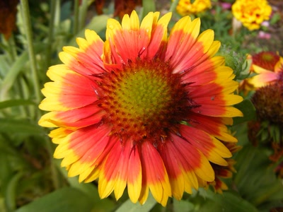 Résultat de recherche: fleur