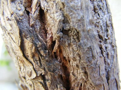 Œuvre de inano: écorce