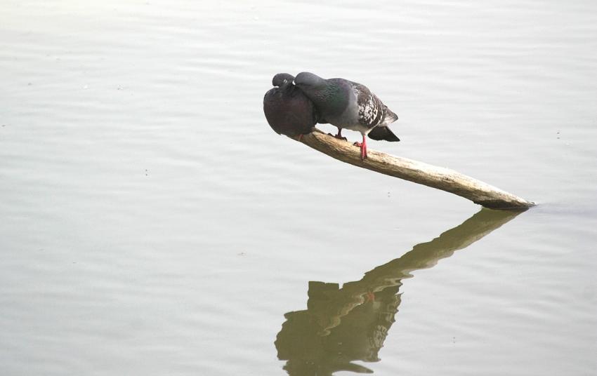 D'amour et d'eau fraÃ®che...