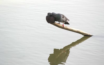 Résultat de recherche: D'amour et d'eau fraÃ®che...