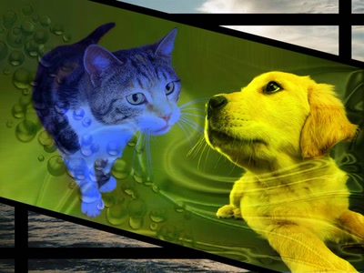 Résultat de recherche: PUSSY