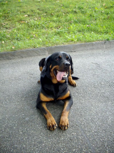 Résultat de recherche: Si gentil quoiqu'on dise...