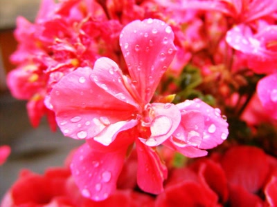 Résultat de recherche: fleur