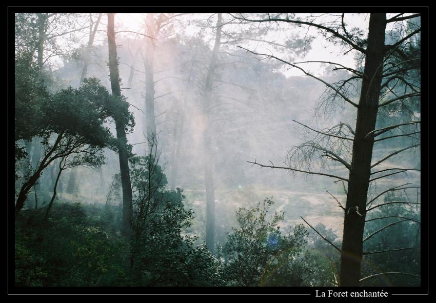 La forêt enchantée