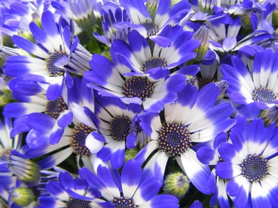 Résultat de recherche: cinéraires