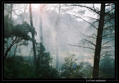Résultat de recherche: La forêt enchantée
