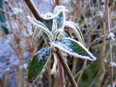 Résultat de recherche: arbuste givré