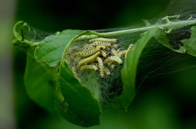 Œuvre de franco49: Ensamble