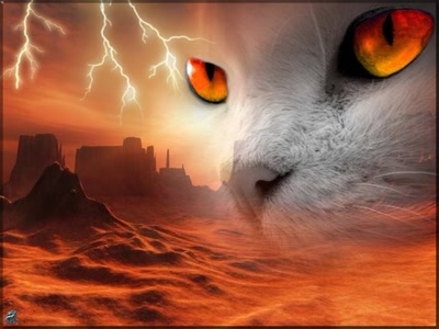 Résultat de recherche: Chat du desert