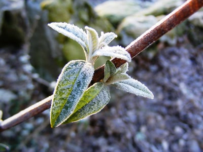 Résultat de recherche: arbuste givré