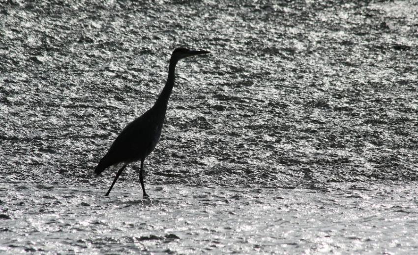Où ils sont les poissons ?