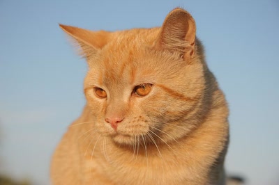 Résultat de recherche: Pantouffle la chatte.