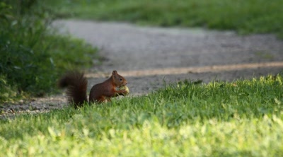 Elle est bonne cette noix.