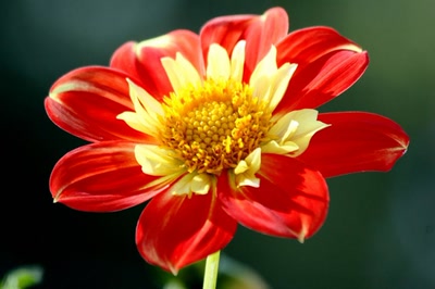 Résultat de recherche: Rouge et jaune