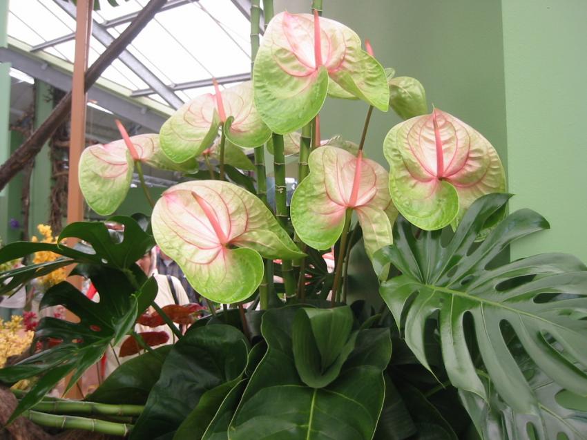 Anthurium vert