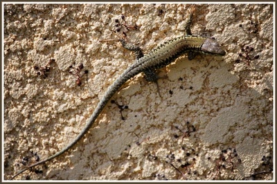 Lézard commun