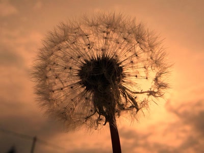 Résultat de recherche: Pissenlit