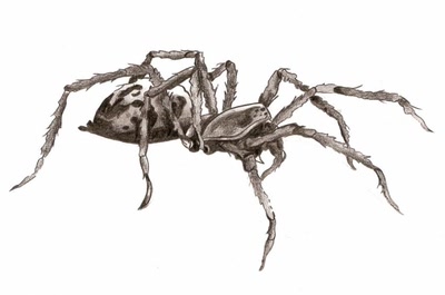 Résultat de recherche: araignee