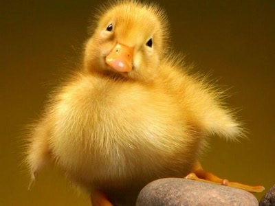 Œuvre de ESS: Poussin