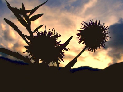 Résultat de recherche: chardon