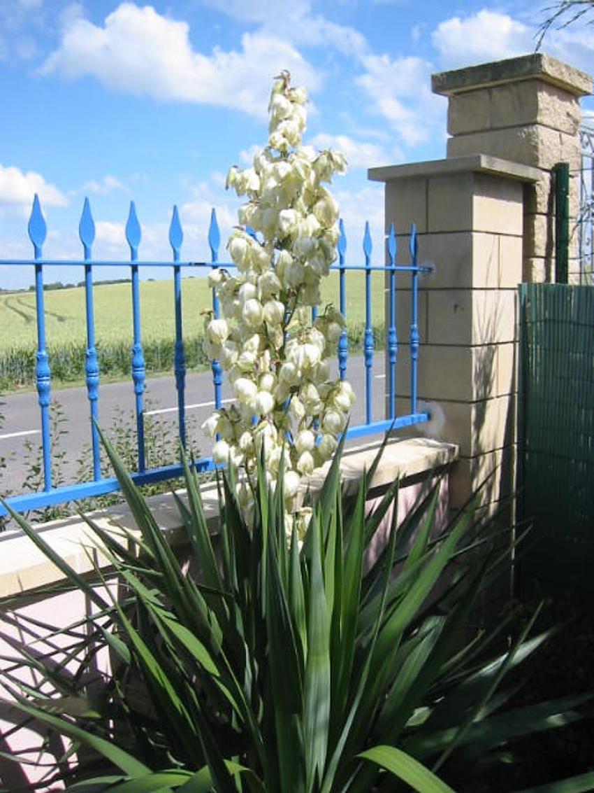 Yucca en fleurs