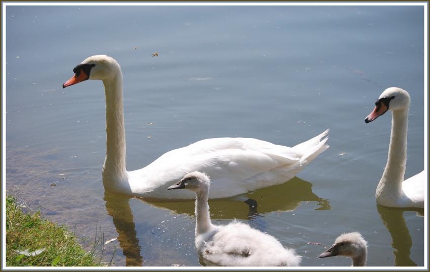 Famille cygne