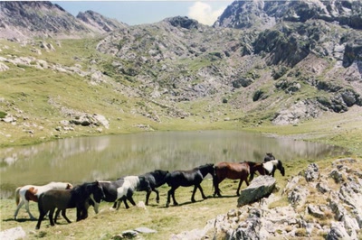 Résultat de recherche: Chevaux libres dans les Pyrénées