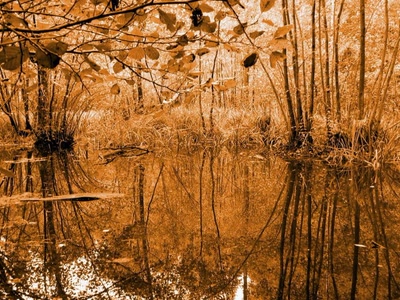 Résultat de recherche: Foret