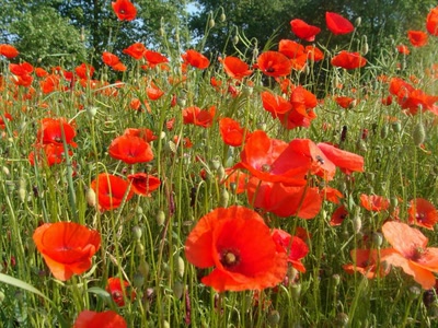 Résultat de recherche: Champ de coquelicots