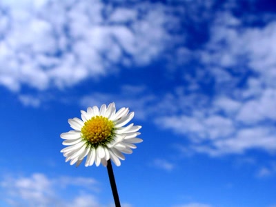 Résultat de recherche: p'tite fleur