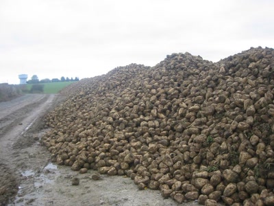 Résultat de recherche: Tas de betteraves