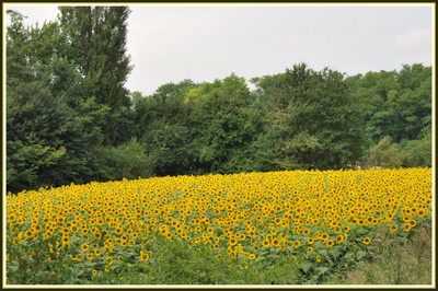 Résultat de recherche: Champ de tournesols