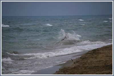 Œuvre de catalan02: Plouff !