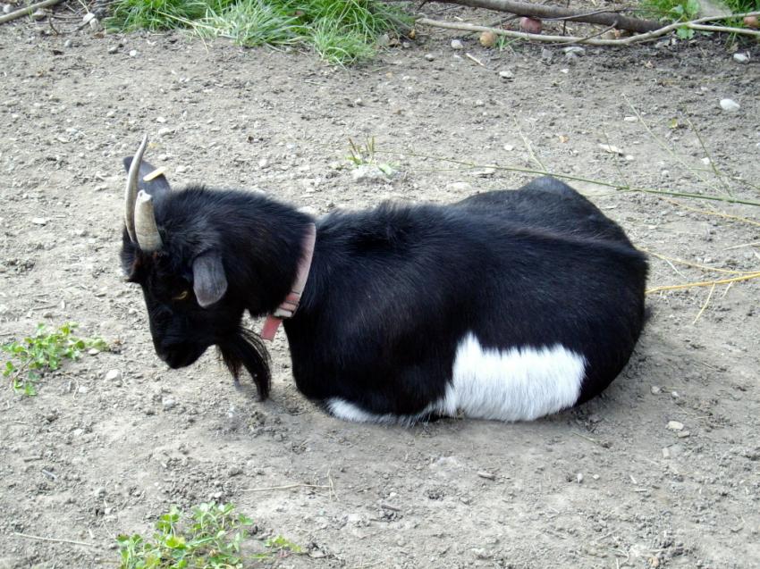 Chèvre endormie