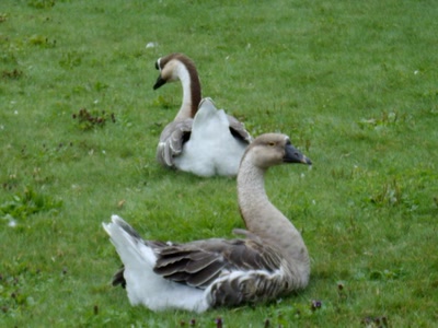 Résultat de recherche: Oies 1