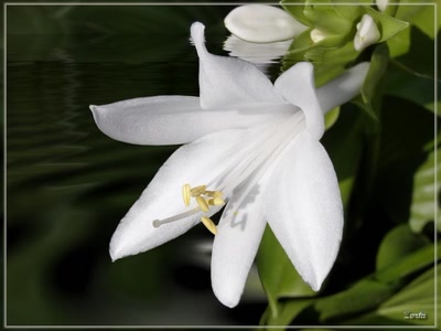 Résultat de recherche: Lys 24908