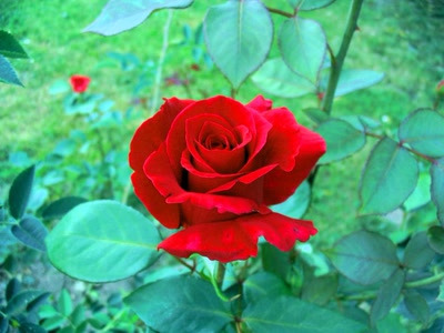 Résultat de recherche: rose