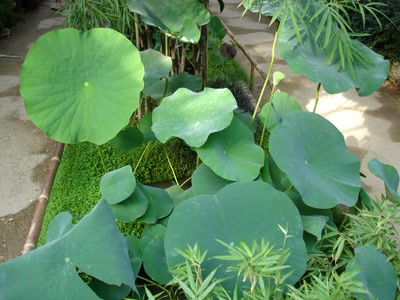 Résultat de recherche: bambouseraie