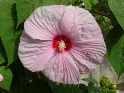 Résultat de recherche: fleur du jardin