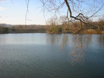 Branche sur l'étang - L'Isle-Adam (95)