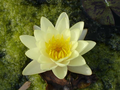 Résultat de recherche: nenuphar