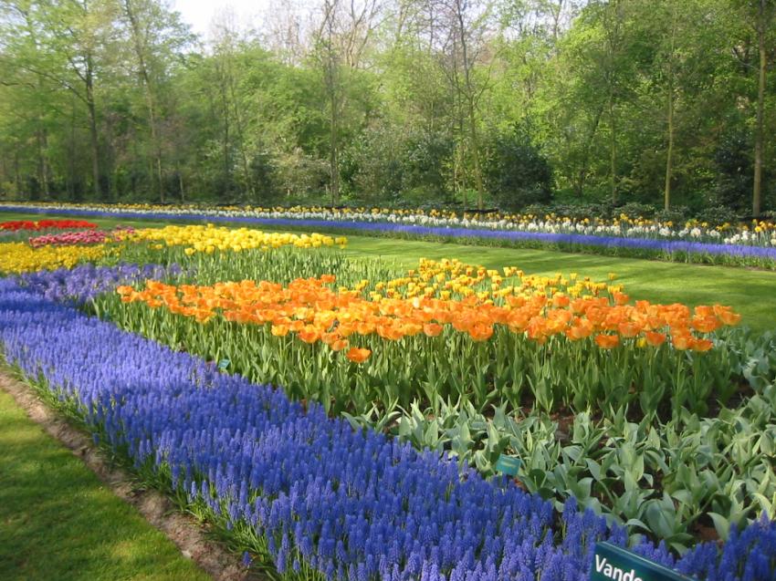 Parc floral à Keukenhoff (Hollande)