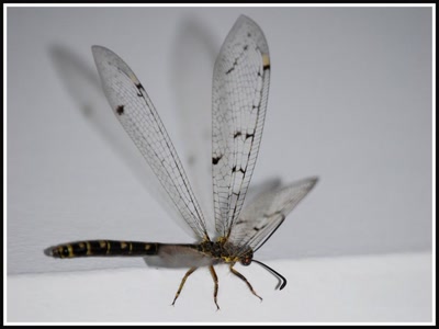 Résultat de recherche: Insecte de la nuit