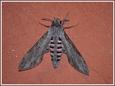 Résultat de recherche: Papillon de nuit