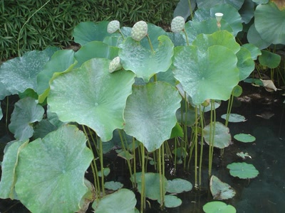 Résultat de recherche: comme un pomme de douche