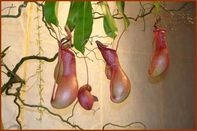 Résultat de recherche: les orchidées