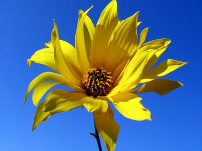 Œuvre de nonoche: fleurs...