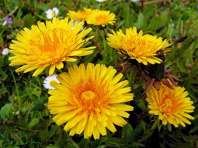 Œuvre de james44: fleurs 4