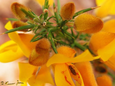 Œuvre de james44: fleurs 3