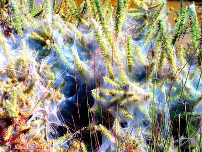 Œuvre de james44: fleurs 10